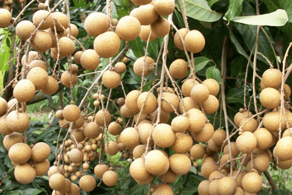 Nhãn Hải Dương sẵn sàng sang châu Âu, Australia, Singapore