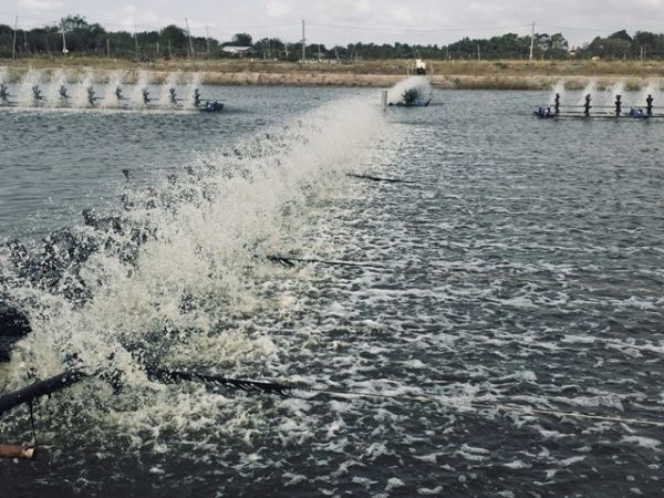 Sóc Trăng – Trọng điểm ngành tôm