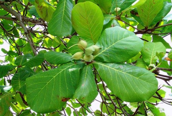 Thuốc Đông y: Lá bàng chữa viêm da cơ địa và cách thực hiện hiệu quả