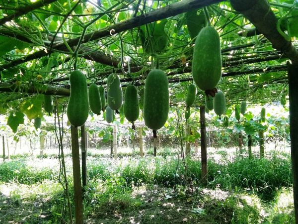 Trồng bí xanh theo tiêu chuẩn VietGAP - hướng đi mới của người Bắc Kạn