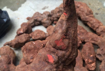 Thuốc Đông y: Hà Thủ ô - thảo dược quý chứa nhiều công dụng đối với sức khỏe