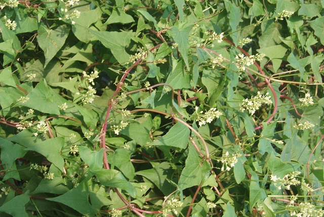 Trong Đ&ocirc;ng y, H&agrave; thủ &ocirc; l&agrave; một thảo dược qu&yacute; với nhiều c&ocirc;ng hiệu rất hiệu quả khi sử dụng