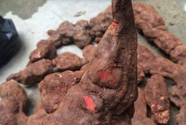 H&agrave; thủ &ocirc; đỏ được sử dụng l&agrave;m thuốc nhiều hơn h&agrave; thủ &ocirc; trắng