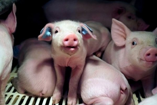 Giá thịt hôm nay 6/8: Giảm đồng loạt tại 3 miền