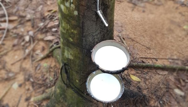 Giá cao su hôm nay 6/8: Liên tiếp tăng