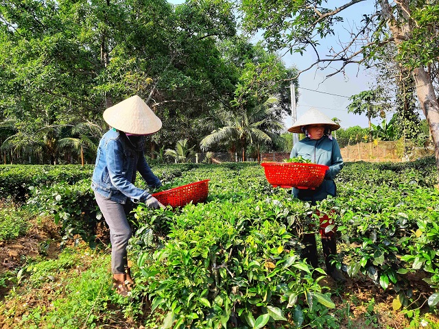 Sau khi được Cục Sở hữu trí tuệ (Bộ KH&CN) cấp chứng nhận nhãn hiệu, Trà Gò Loi (Hoài Ân) đang dần lấy lại thương hiệu và phát triển mạnh mẽ