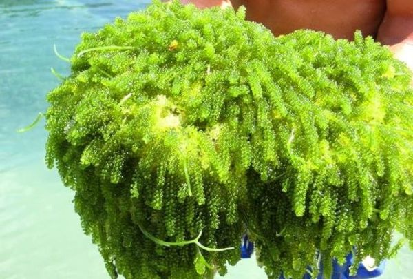 Khánh Hòa: Hướng đi bền vững từ sản phẩm rong nho