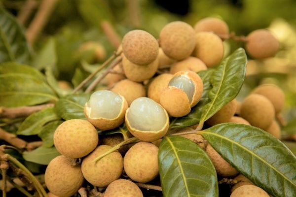 Nhãn Hưng Yên gặp khó do Covid-19