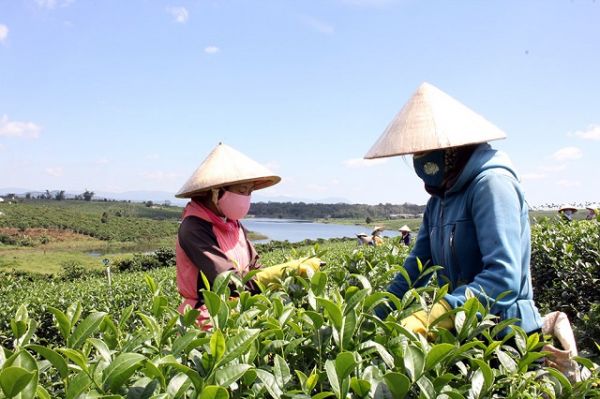 Lâm Đồng: Đẩy mạnh hình thành vùng chè ứng dụng công nghệ cao