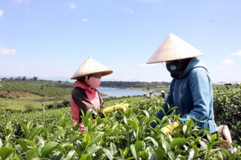 Lâm Đồng: Đẩy mạnh hình thành vùng chè ứng dụng công nghệ cao