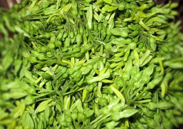 C&acirc;y thi&ecirc;n l&yacute; c&oacute; nhiều t&aacute;c dụng trong y học