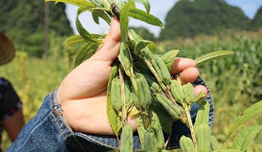 Nghệ An công bố thiên tai