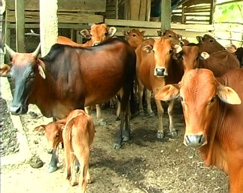 Hà Nội phát triển chăn nuôi bò thịt chất lượng cao