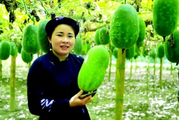 Cây bí xanh mang lại hiệu quả kinh tế cho nông dân Ba Bể (Bắc Kạn)