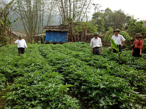 Phát triển dược liệu bền vững trên địa bàn tỉnh Lào Cai