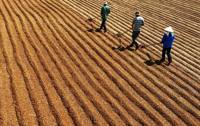 gi&aacute; c&agrave; ph&ecirc; h&ocirc;m nay 9/8