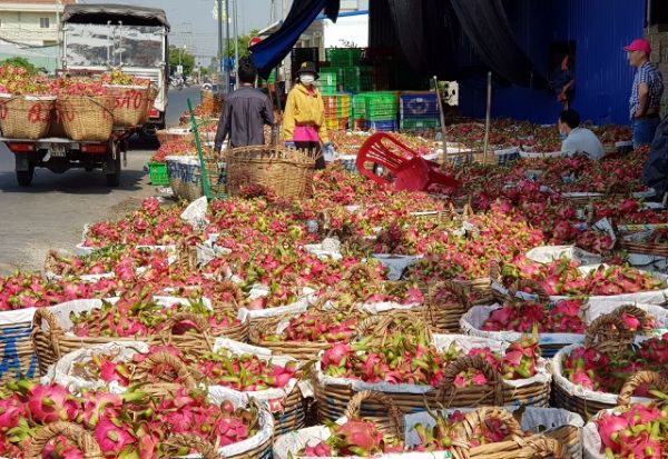 Giá thanh long và dứa tăng cao trong tháng 7