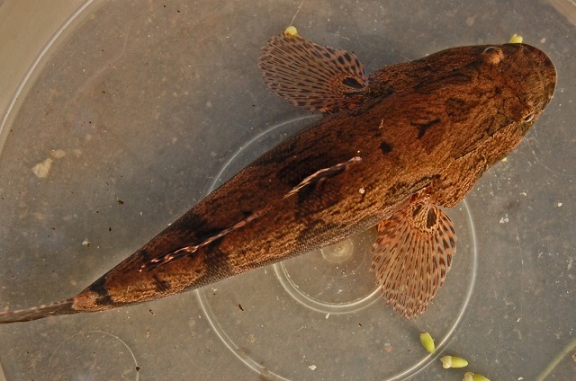 c&aacute; bống tượng