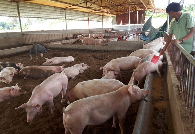 giá thịt hôm nay 9/8