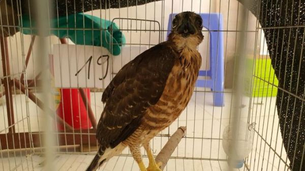 Tổng cục Hải quan yêu cầu tạm dừng nhập khẩu đối với động vật hoang dã Tổng cục Hải quan yêu cầu tạm dừng nhập khẩu đối với động vật hoang dã