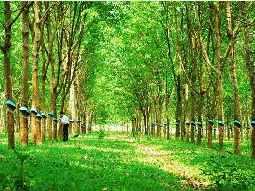 Giá cao su hôm nay 10/8: Phiên sáng treo ở mức cao