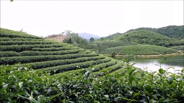 Nghệ An: Hàng nghìn ha diện tích cây trồng phục hồi sau bão số 2 Nghệ An: Hàng nghìn ha diện tích cây trồng phục hồi sau bão số 2