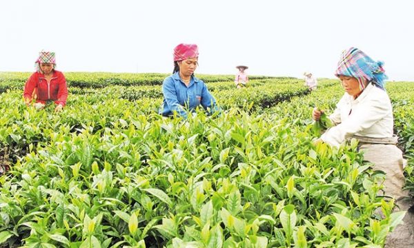 Lai Châu phát triển chuỗi liên kết sản xuất nông nghiệp hàng hóa