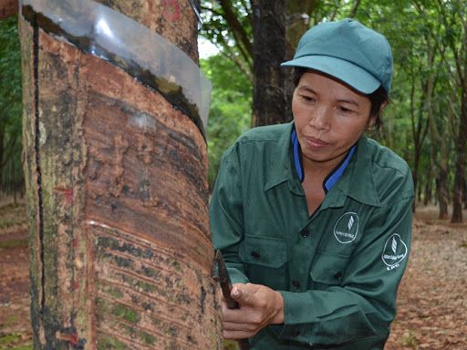 Giá cao su hôm nay 11/8: Phiên sáng tiếp tục tăng