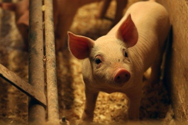 Giá thịt hôm nay 11/8: Cả 3 miền tiếp tục đi xuống