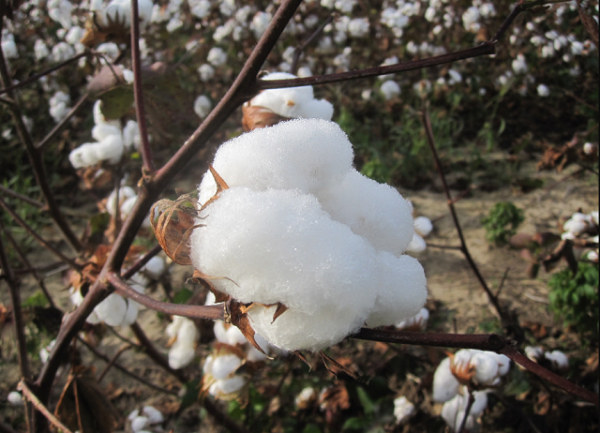 Giá bông giảm trong ngắn hạn do áp lực từ cung cầu