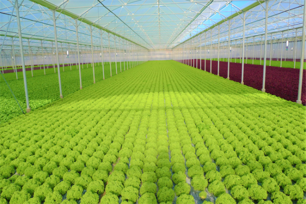 Phát triển nông nghiệp công nghệ cao tại Lâm Đồng