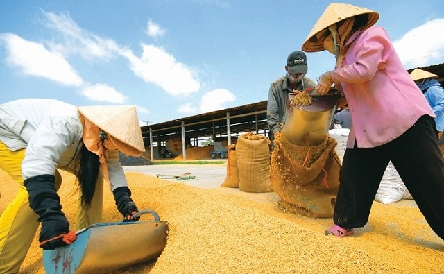 c&aacute;c địa phương phải b&aacute;m s&aacute;t đồng ruộng nhằm đảm bảo ph&ograve;ng, chống s&acirc;u bệnh v&agrave; chủ động ứng ph&oacute; với điều kiện thời tiết bất lợi