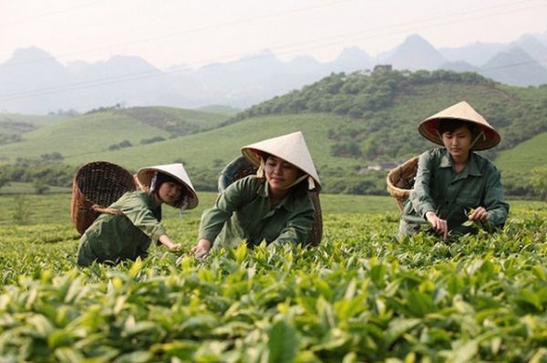 Xuất khẩu chè 7 tháng đầu năm tăng về lượng nhưng giảm về giá trị