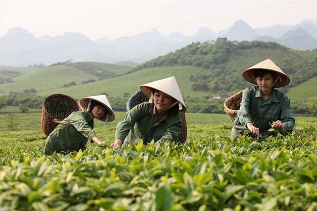 Xuất khẩu ch&egrave; tăng về lượng nhưng giảm về trị gi&aacute; trong 7 th&aacute;ng đầu năm 2019