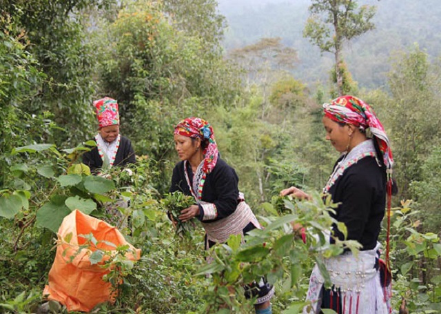 Thu h&aacute;i ch&egrave; d&acirc;y của người d&acirc;n miền n&uacute;i