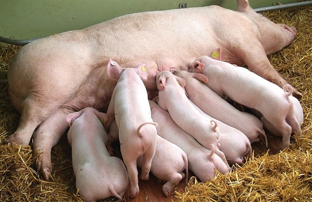 Gi&aacute; lợn hơi h&ocirc;m nay 12/8: Tiếp tục giảm mạnh từ 1.000 - 5.000 đồng/kg