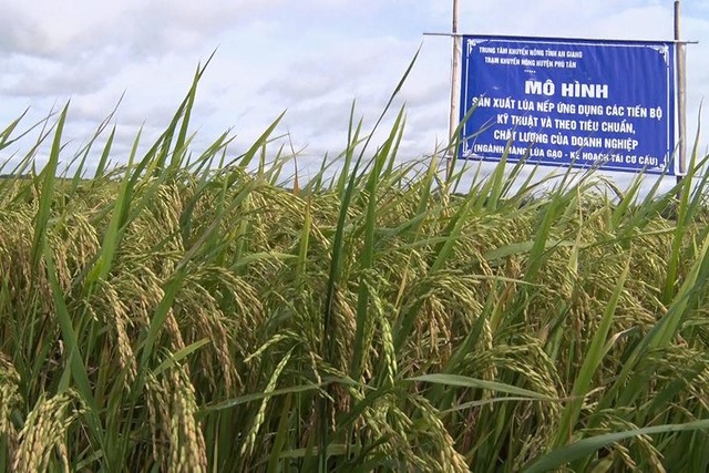 gạo nếp Phú Tân