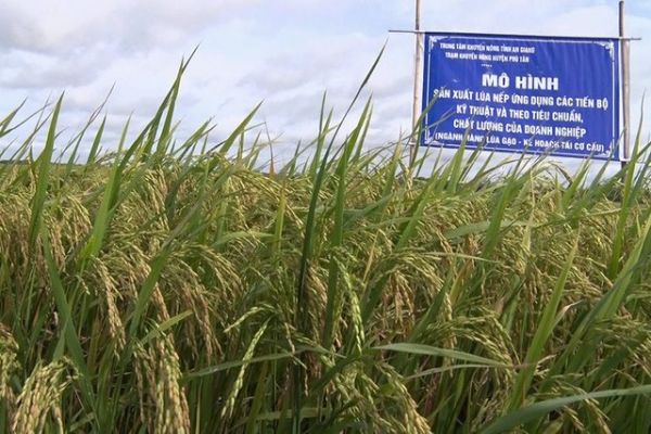 An Giang: Nâng tầm thương hiệu hạt nếp Phú Tân