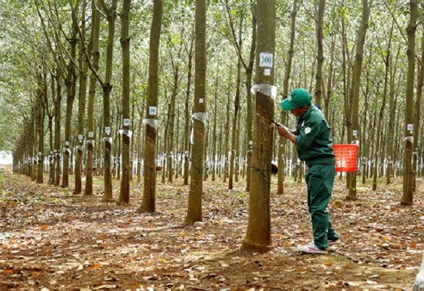 Giá cao su hôm nay 12/8: Phiên chiều tiếp đà đi lên