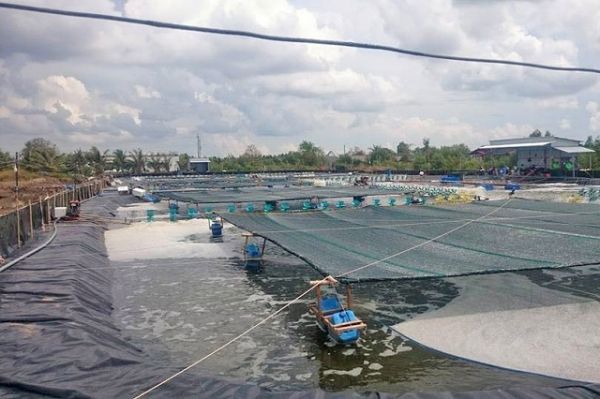 Bạc Liêu: Phát triển kỹ thuật nuôi tôm siêu thâm canh công nghệ cao