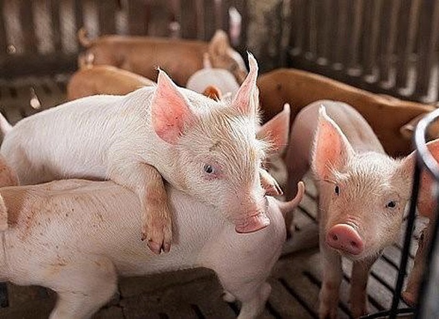 gi&aacute; thịt h&ocirc;m nay 13/8