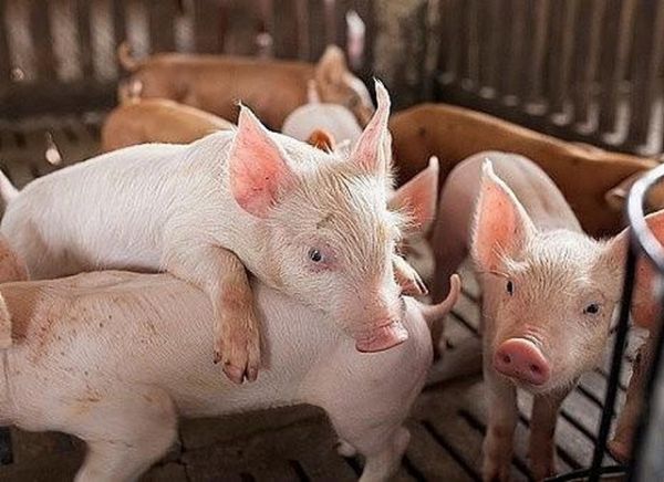 Giá thịt hôm nay 13/8: Đi ngang, có nơi rục rịch tăng