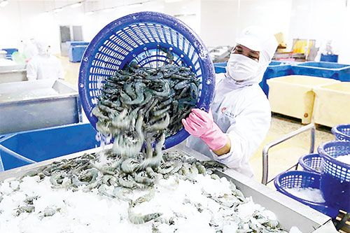 Xuất khẩu tôm sang Trung Quốc dần phục hồi