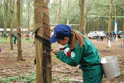 Giá cao su hôm nay 13/8: Phiên sáng tăng mạnh