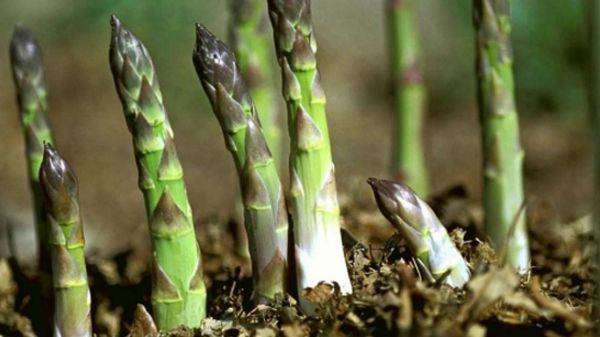 Người Trà Vinh ổn định cuộc sống nhờ trồng măng tây