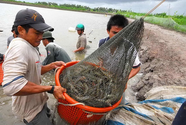 Dịch Covid-19 đ&atilde; g&acirc;y ảnh hưởng nhiều đến ng&agrave;nh t&ocirc;m trong nước