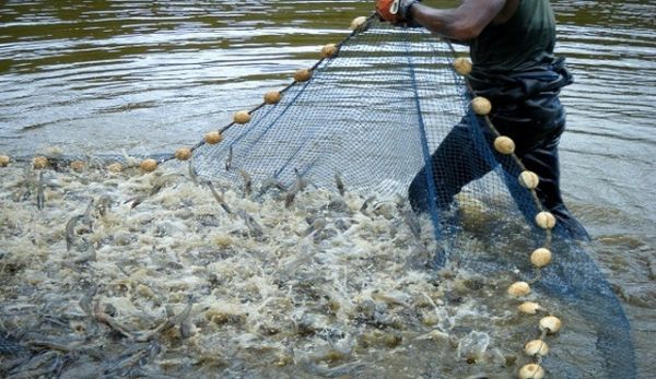 Giá tôm thẻ chân trắng ở Đồng bằng sông Cửu Long giảm nhẹ