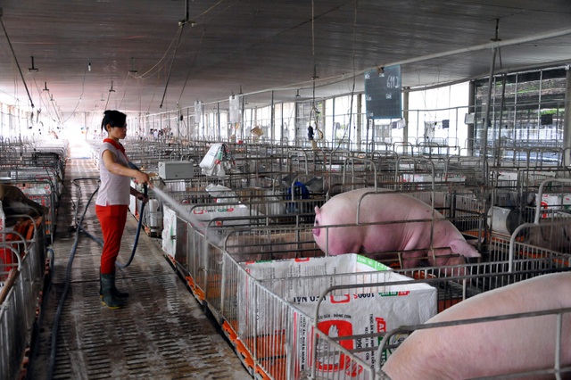 giá thịt hôm nay 14/8