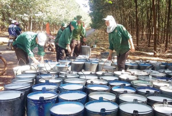 Giá cao su hôm nay 14/8: Quay đầu tăng nhẹ