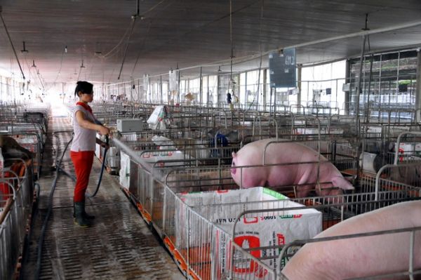 Giá thịt hôm nay 14/8: Xu hướng đi ngang tiếp diễn